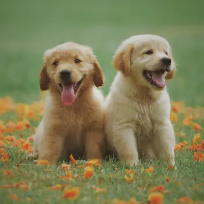 Petsafe - פתרונות בטוחים לכלבים וחתולים